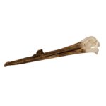 Replica White Pelican Skull with Breeding Beak Crest