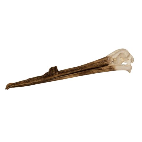Replica White Pelican Skull with Breeding Beak Crest