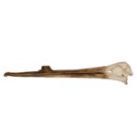 Replica White Pelican Skull with Breeding Beak Crest