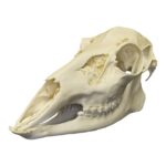 Replica Female White-tailed Deer Skull – Economy