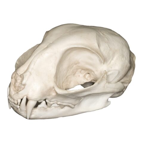 Replica Wildcat Skull