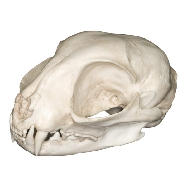 Replica Wildcat Skull
