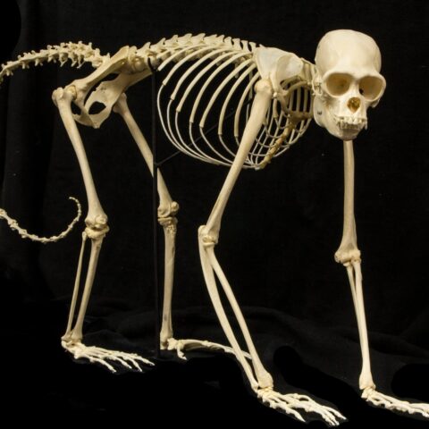 Real Woolly Monkey Skeleton - Articulated