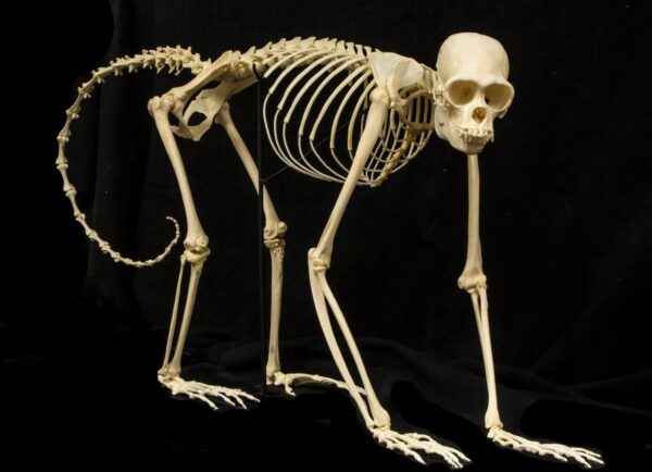 Real Woolly Monkey Skeleton – Articulated