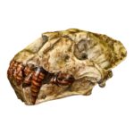 Replica Sabertooth Cat Skull – Xenosmilus hodsonae