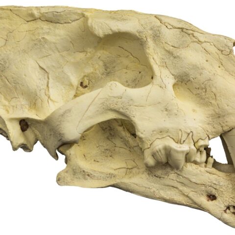 Replica Sabertooth Cat Skull (Homotherium crenatidens)