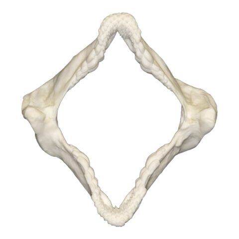 Replica Zebra Bullhead Shark Jaw
