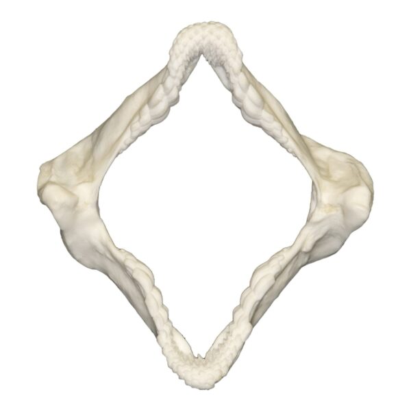Replica Zebra Bullhead Shark Jaw