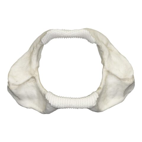 Replica Zebra Shark Jaw