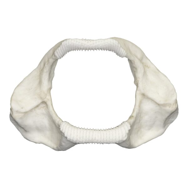 Replica Zebra Shark Jaw