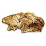 Replica Sabertooth Cat Skull – Xenosmilus hodsonae