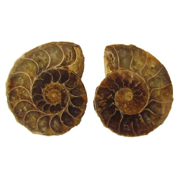 Fossil Ammonite Split Pair – Small