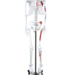 Replica Human Skeleton With Muscles Hanging Full Size – 66″