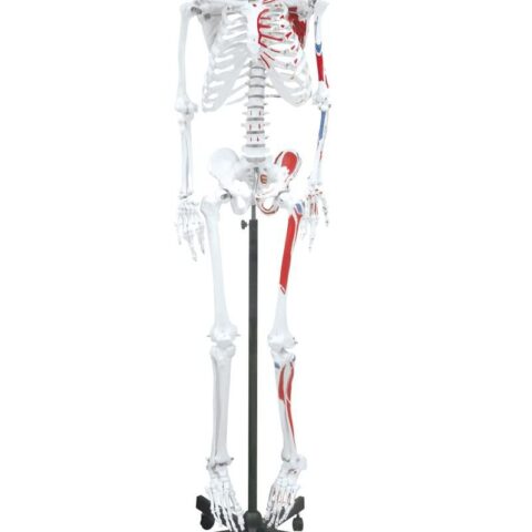 Replica Human Skeleton With Muscles Hanging Full Size - 66"