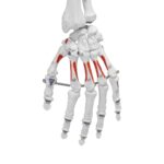 Replica Human Skeleton With Muscles Hanging Full Size – 66″