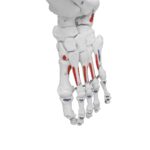 Replica Human Skeleton With Muscles Hanging Full Size – 66″