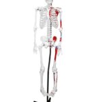 Replica Human Skeleton With Muscles Hanging Full Size – 66″