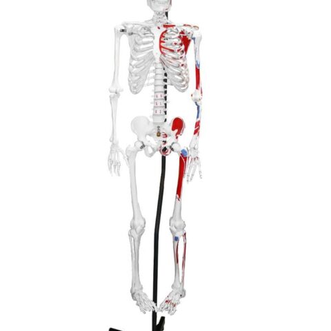Replica Human Skeleton With Muscles Hanging Full Size - 66"
