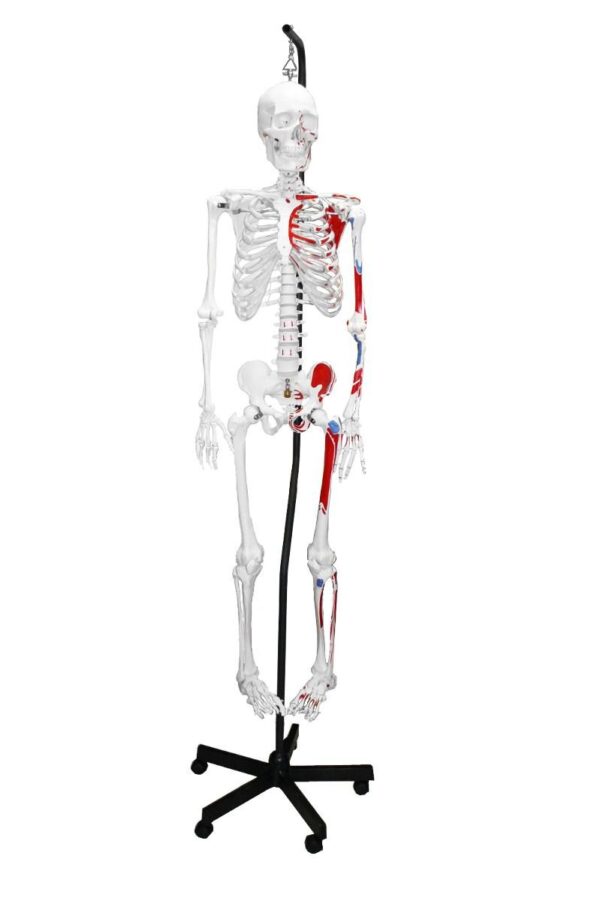 Replica Human Skeleton With Muscles Hanging Full Size – 66″