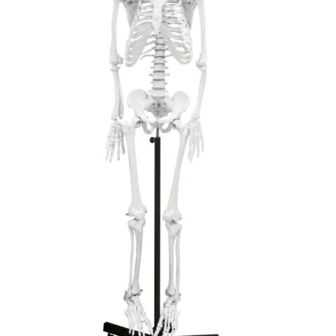 Replica Human Skeleton Full Size (66") - Economy