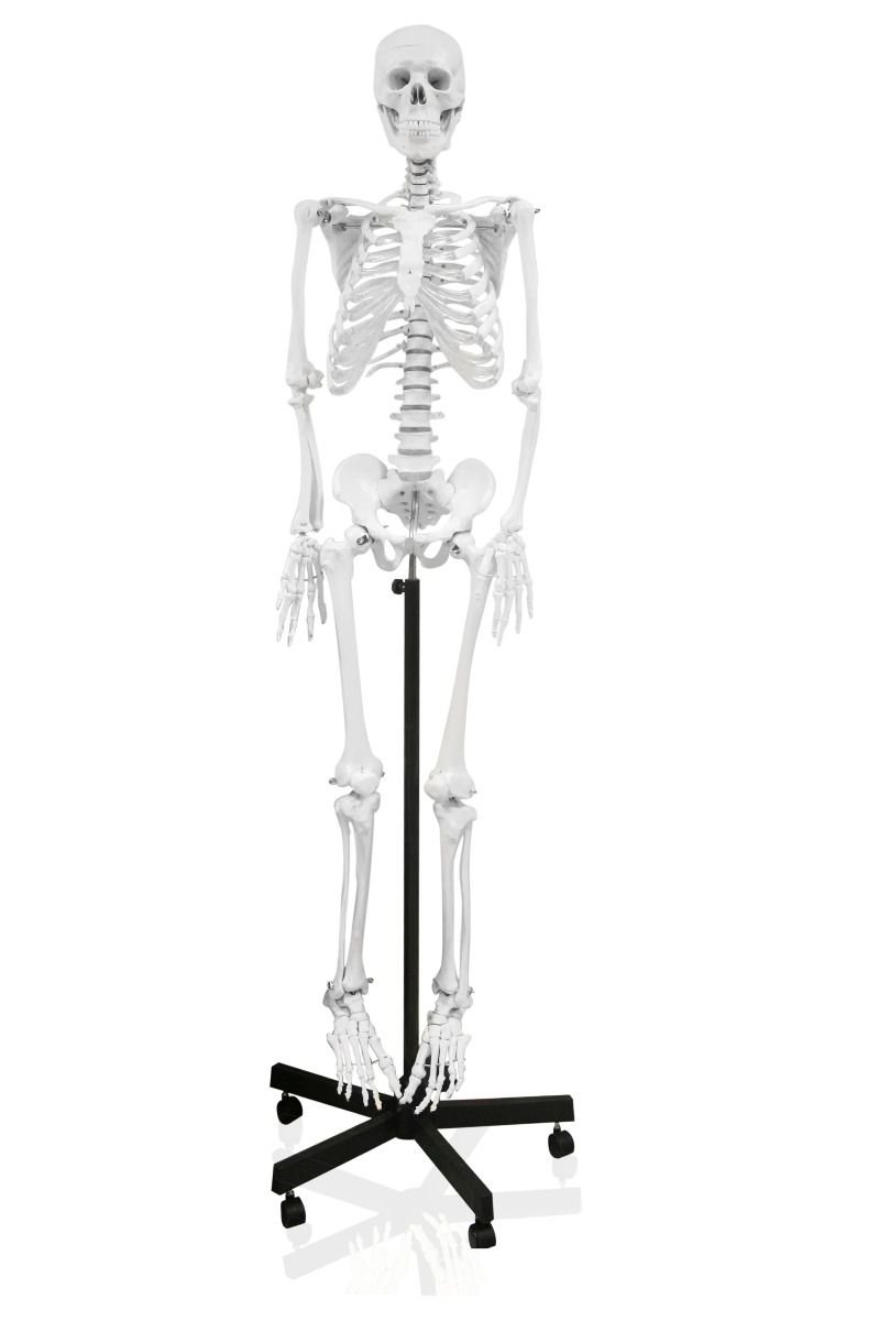 Replica Human Skeleton Full Size (66") - Economy