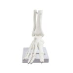 Replica Right Human Foot – Economy