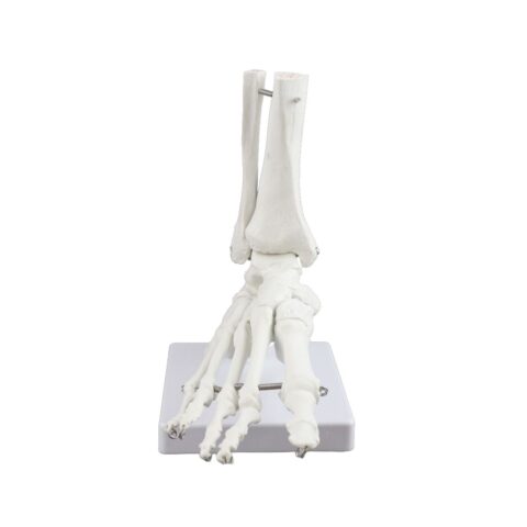 Replica Right Human Foot - Economy