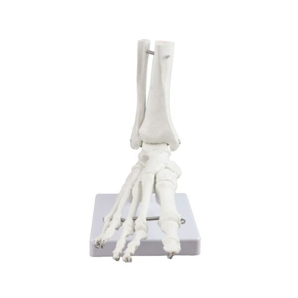 Replica Right Human Foot – Economy