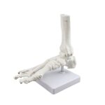 Replica Right Human Foot – Economy