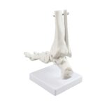 Replica Right Human Foot – Economy