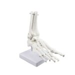 Replica Right Human Foot – Economy
