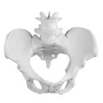 Replica Human Male Pelvis – Economy