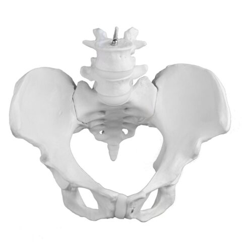 Replica Human Male Pelvis - Economy