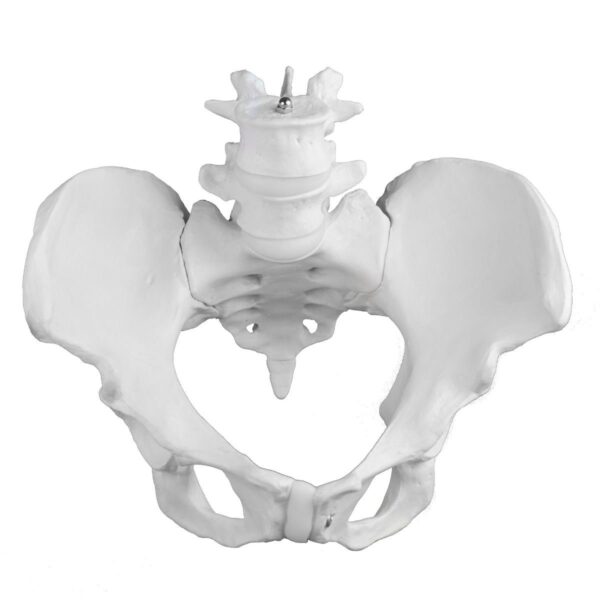 Replica Human Male Pelvis – Economy