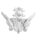 Replica Human Female Pelvis – Economy