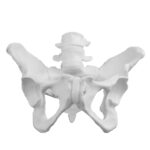 Replica Human Female Pelvis – Economy
