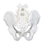 Replica Human Male Pelvis – Economy