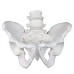 Replica Human Male Pelvis – Economy