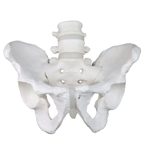 Replica Human Male Pelvis - Economy