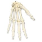 Real Research Quality Human Hand