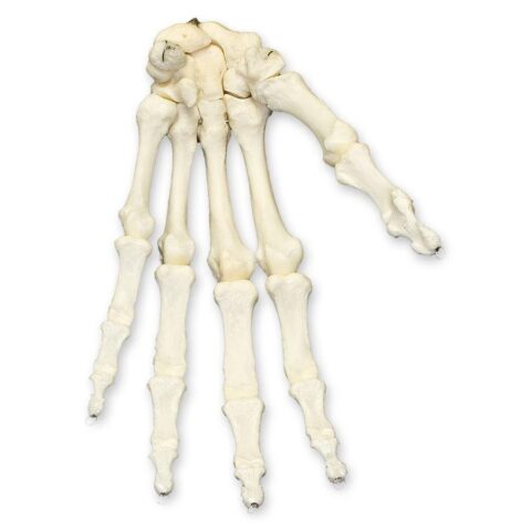 Real Research Quality Human Hand