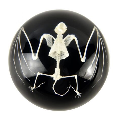 Real Bat Skeleton in Acrylic Display