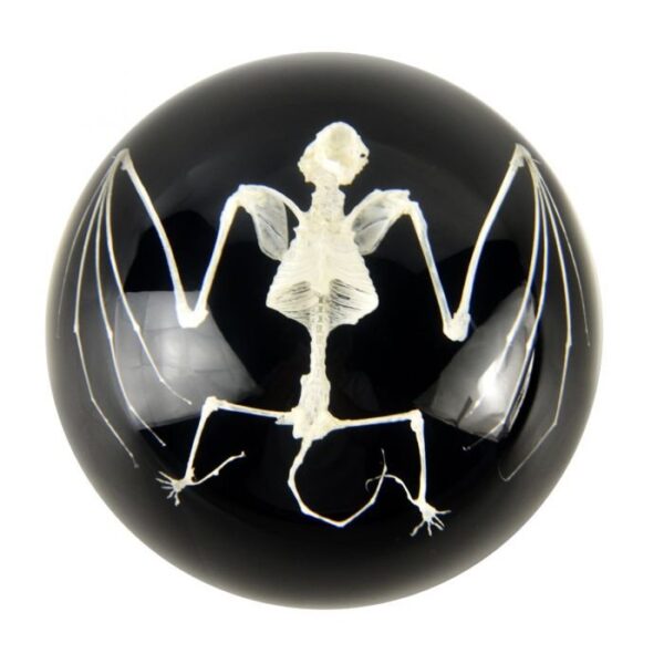 Real Bat Skeleton in Acrylic Display