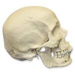 Replica Human Skull – European Male