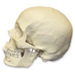 Replica Human Skull – European Male