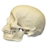 Replica Human Skull – African Male