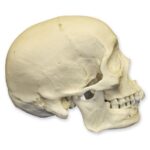 Replica Human Skull – African Male
