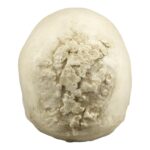 Replica Human Skull with Syphilis