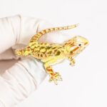 Bearded Dragon Enamel Pin (Pogona vitticeps)