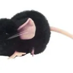 Giant Microbes Black Lab Mouse